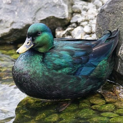 Emerald duck in front of rocks and in water